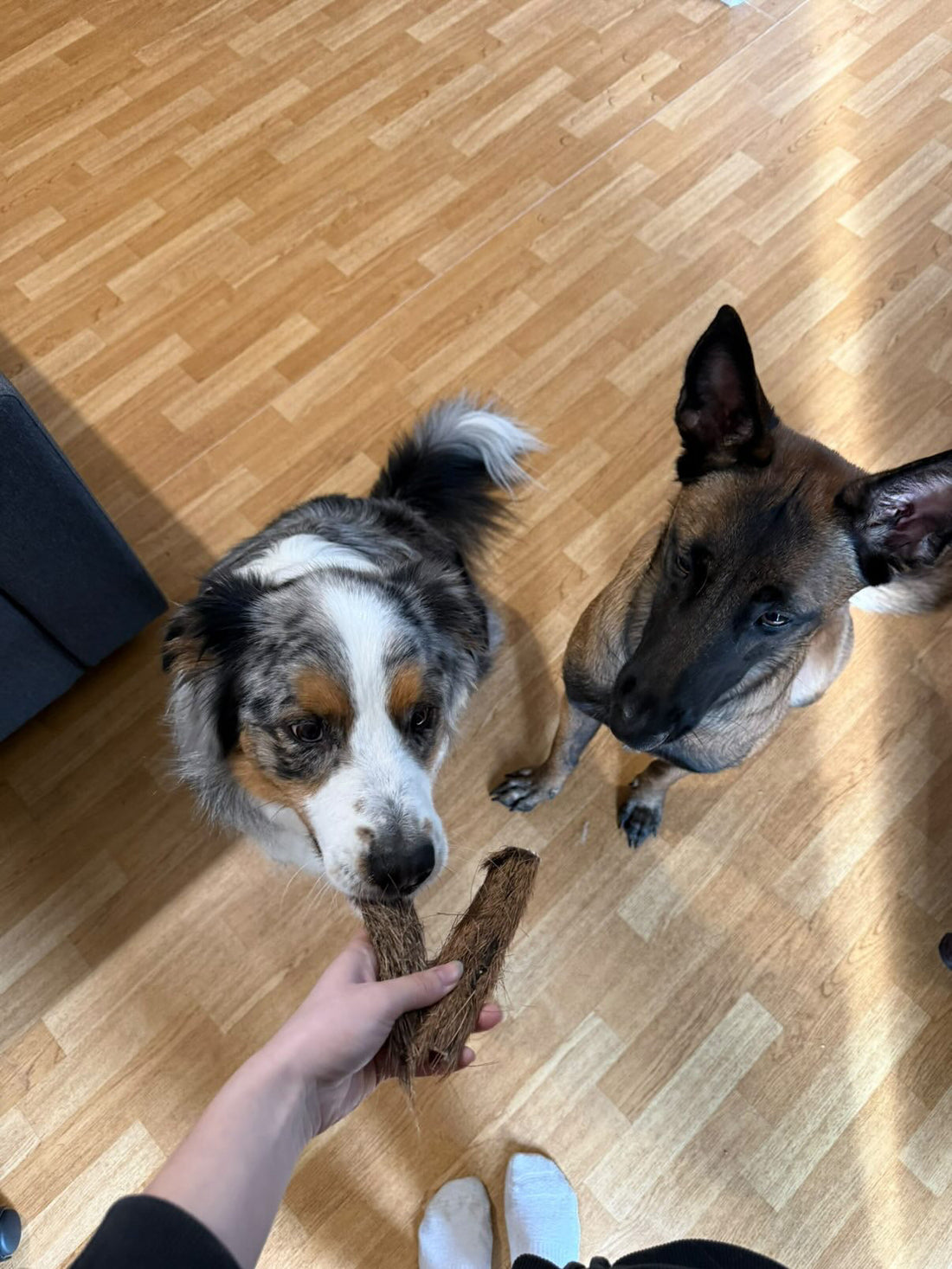 La mastication : le cheat code bien-être de ton chien