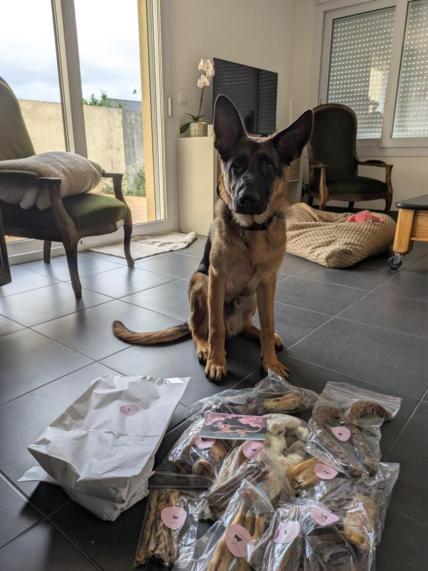 La mastication chez le chiot : essentielle !