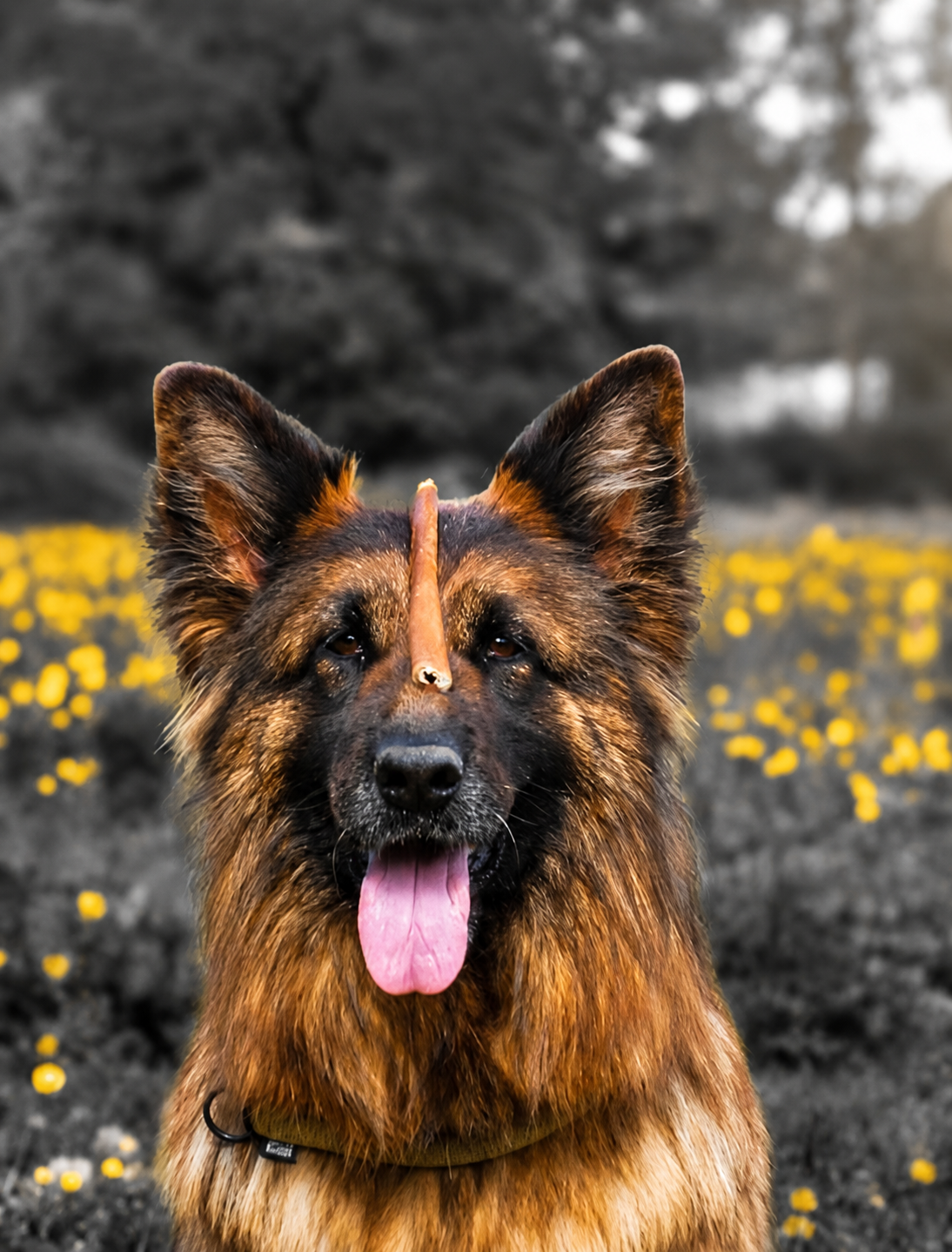 Combien de temps laisser son chien mastiquer ?