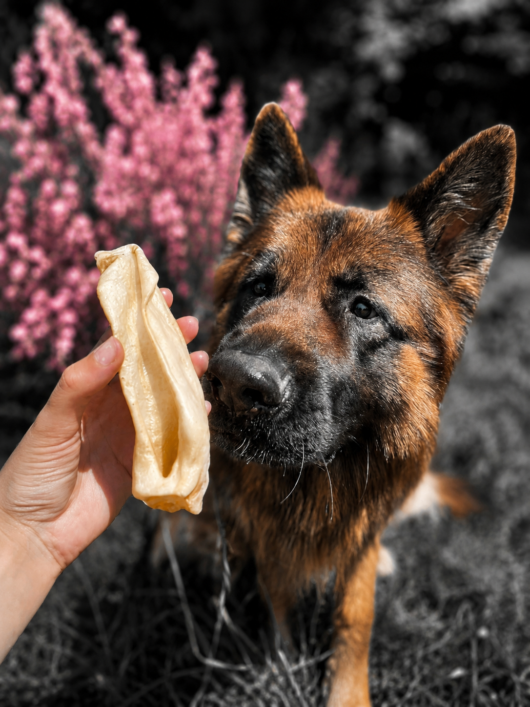 Oreille de porc ou oreille de bœuf : laquelle choisir pour son chien ?