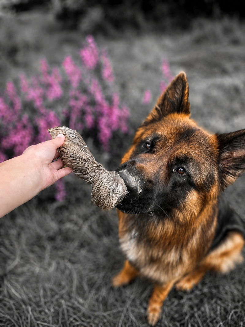 A quel âge peut-on donner de la mastication à son chien ?