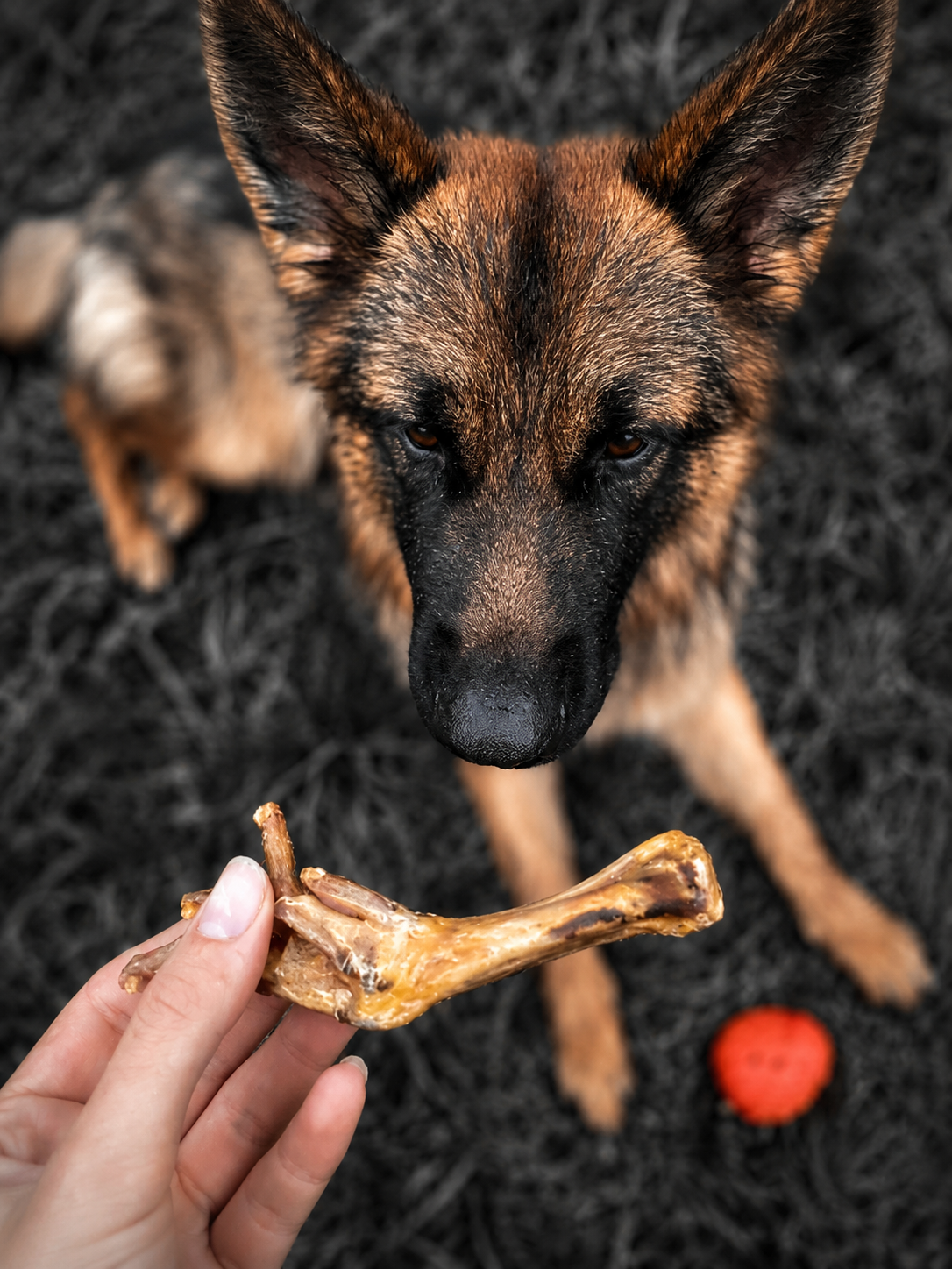 La mastication est-elle dangereuse pour le chien ?