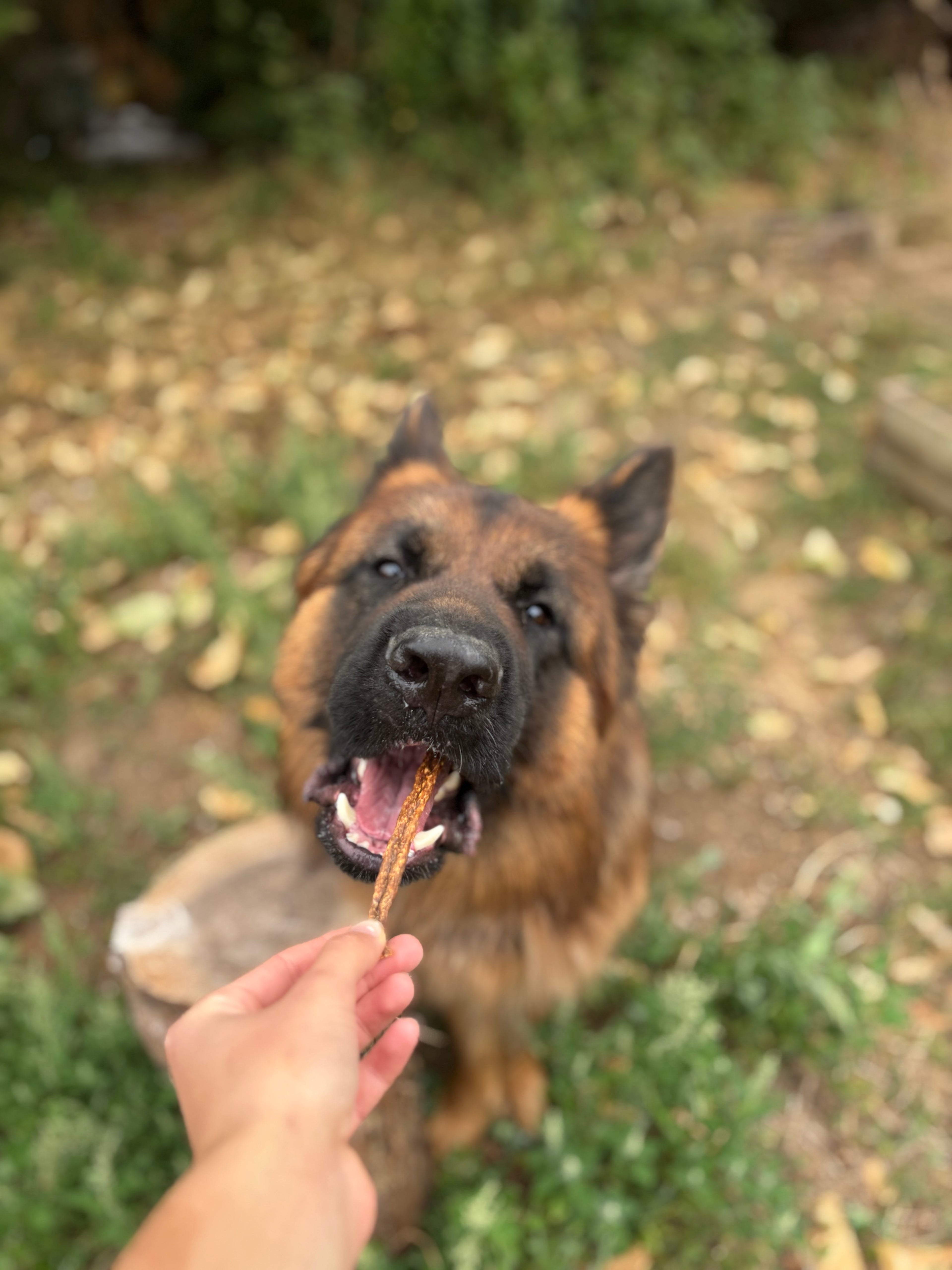 Sticks d’autruche