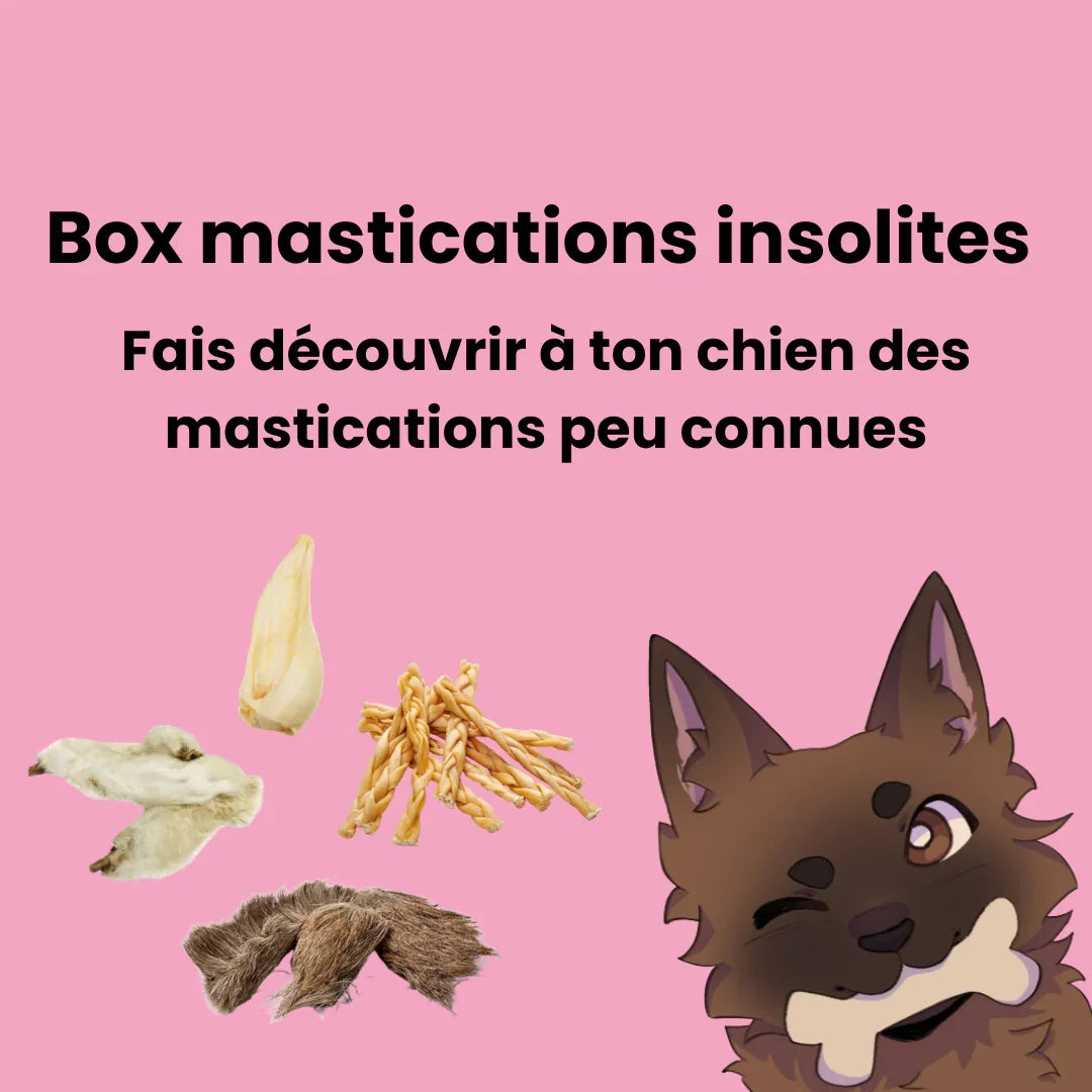 Box mastications insolites