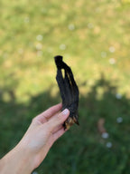 Oreille d’agneau avec poils