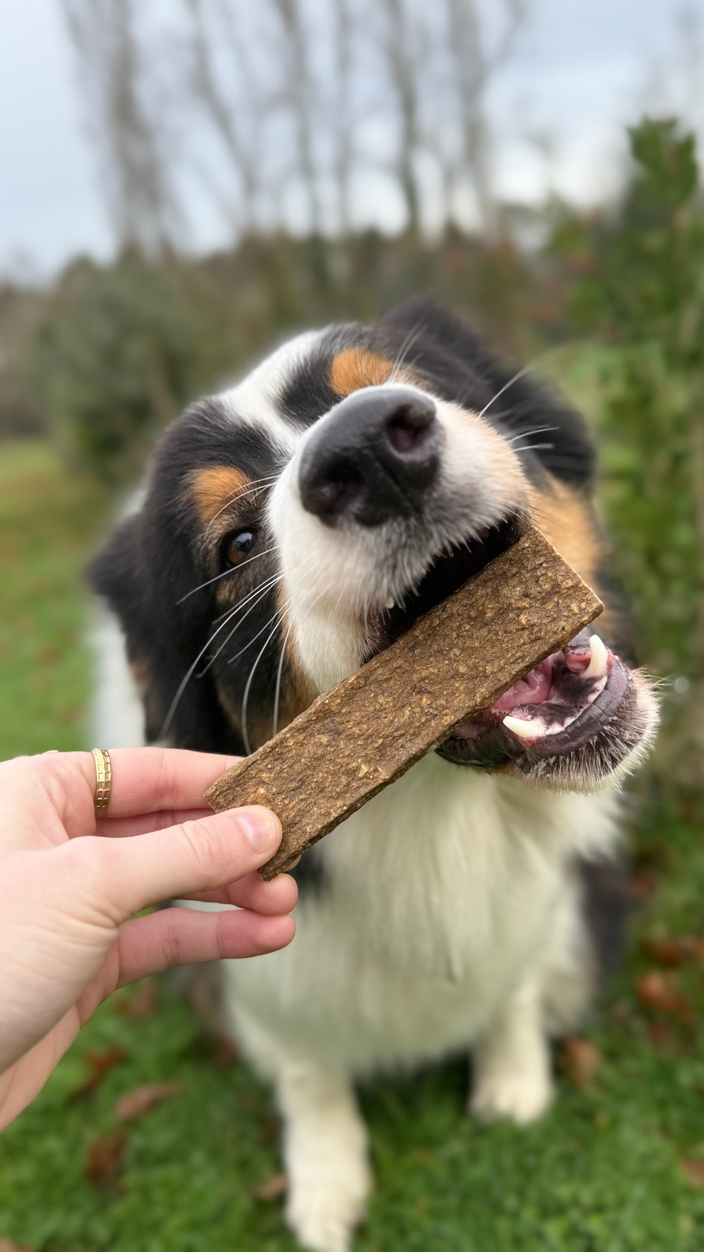 Lanière de viande de poisson