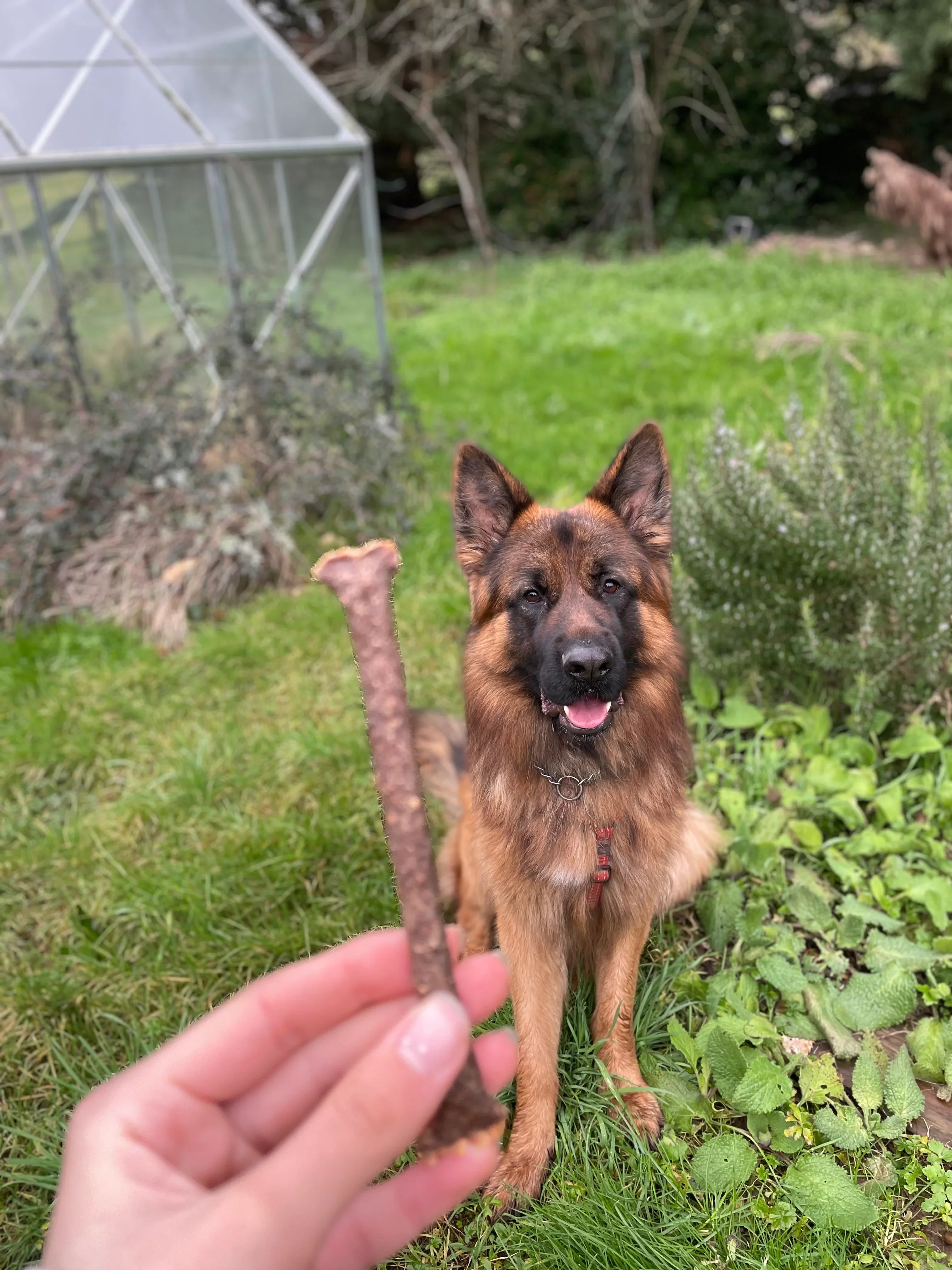 Stick de kangourou