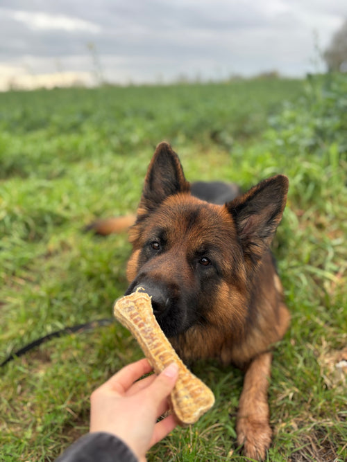 Os de trachée de bœuf