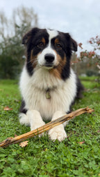 Barre de peau de lapin 50/60 cm