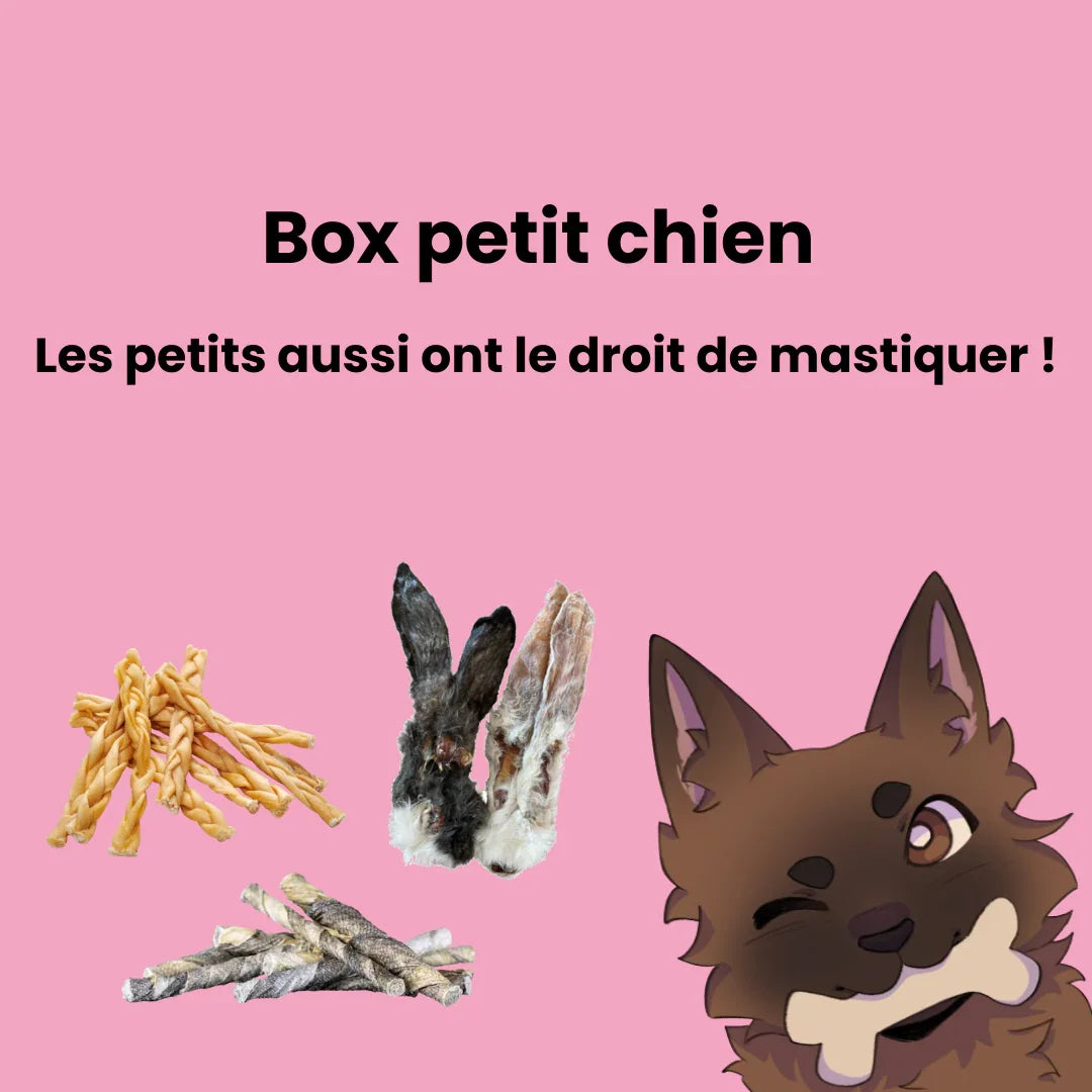 Box petit chien