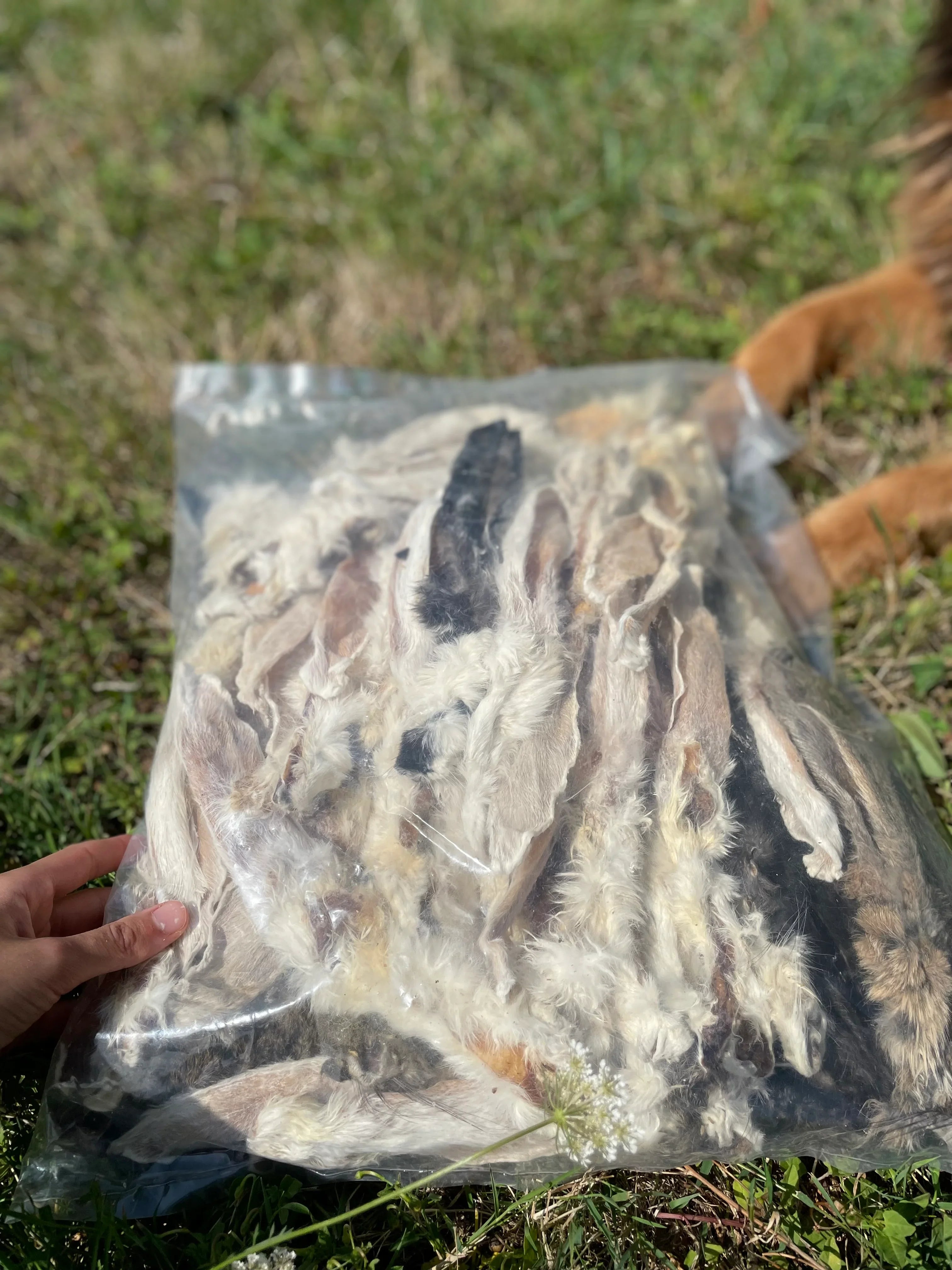 VENTE AU KILO : Oreilles de lapin avec poils