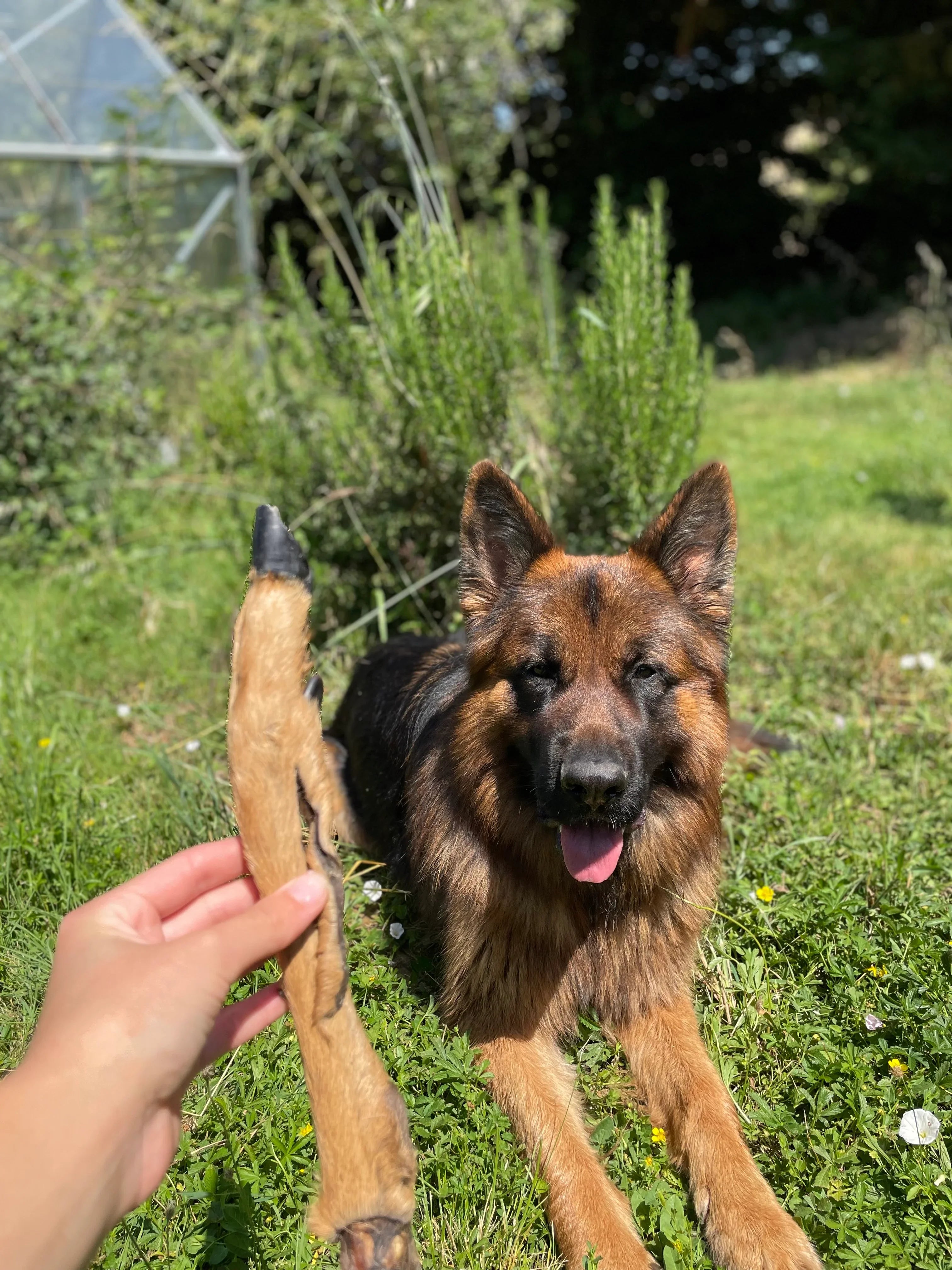 Patte de cerf avec poils