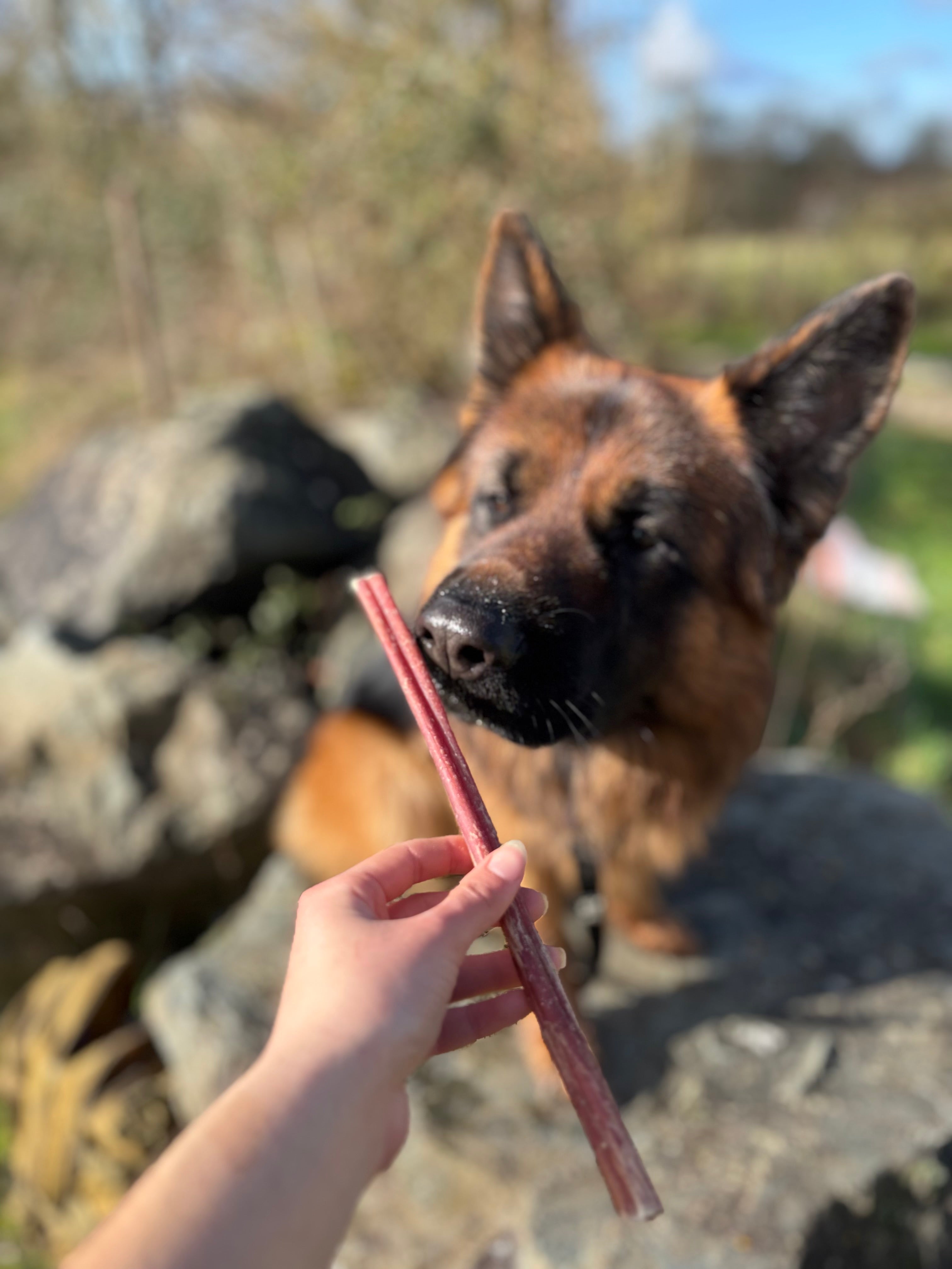 Nerfs de bœuf 25cm