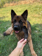 Oreille d’agneau avec poils