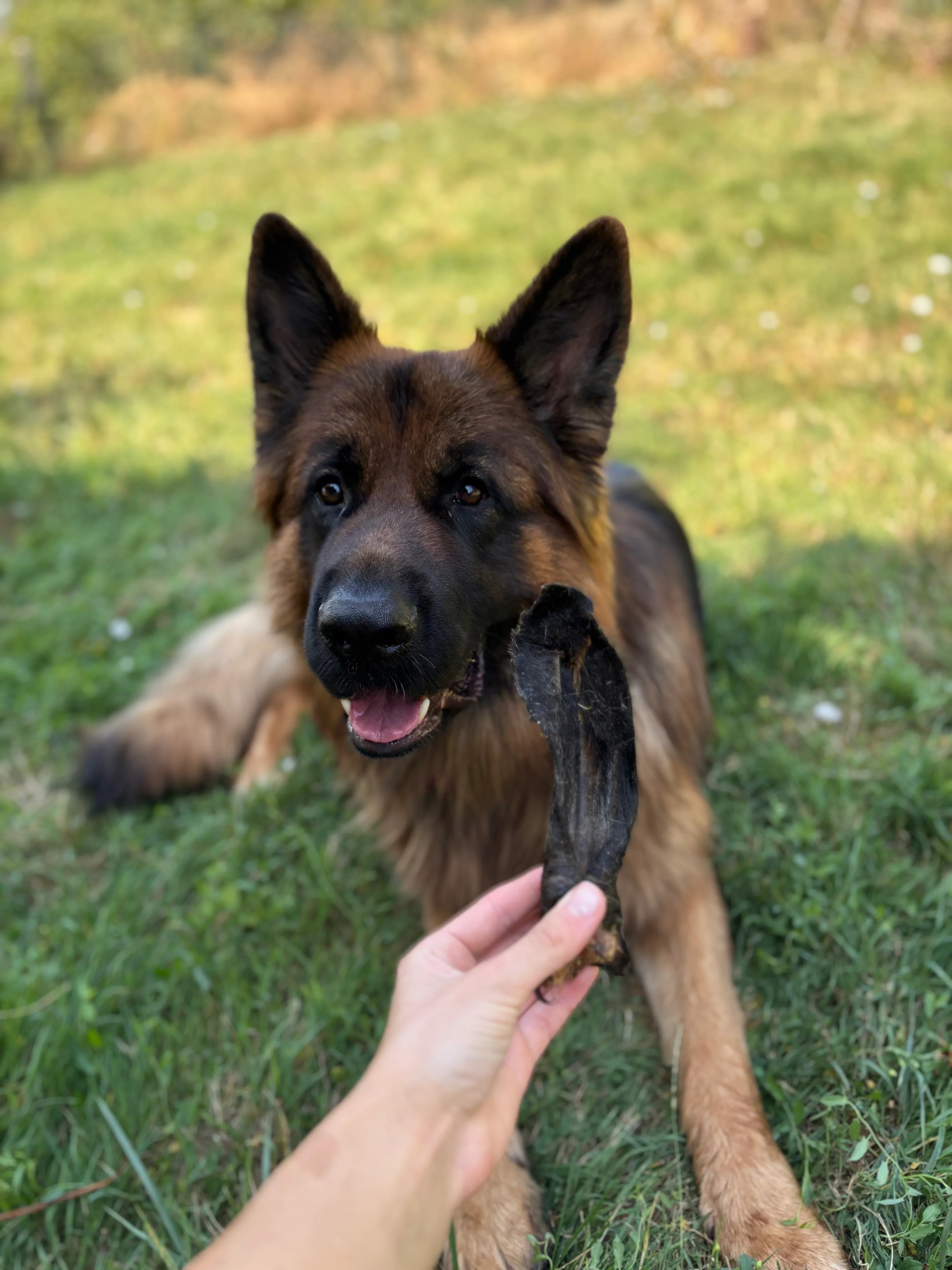 Oreille d’agneau avec poils