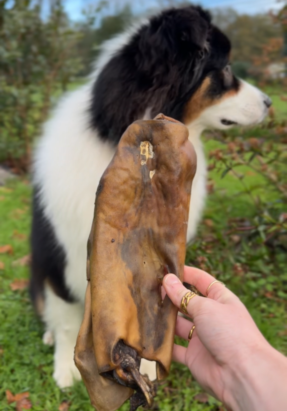 Plaque de peau de cheval