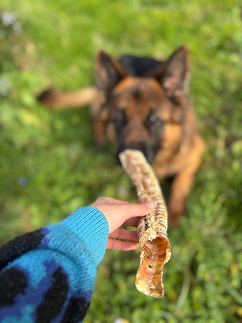 Trachée de buffle XL