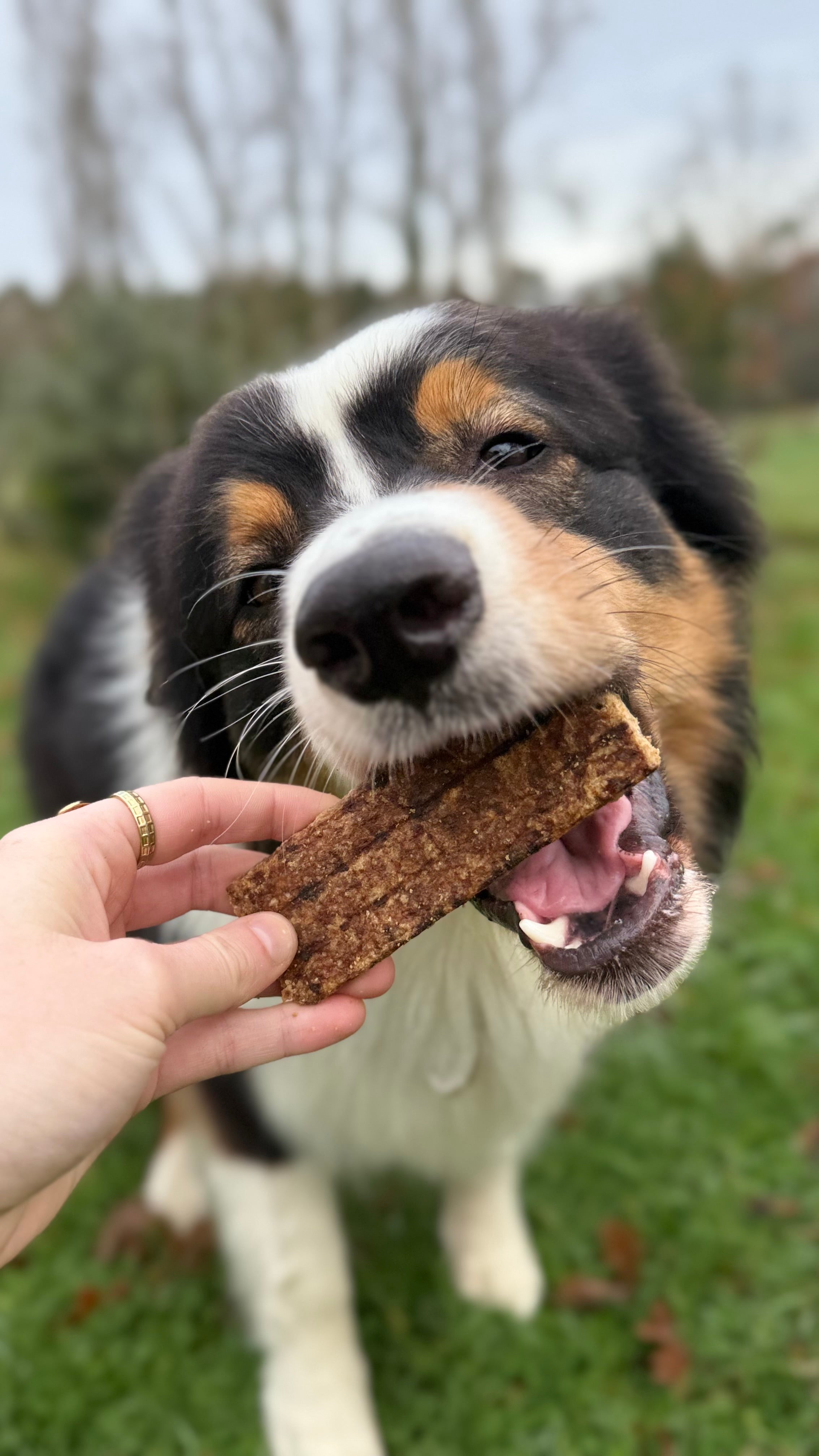 Lanière de viande de cerf