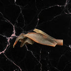 Peau de chameau (dès 1,45€ unité en lot)