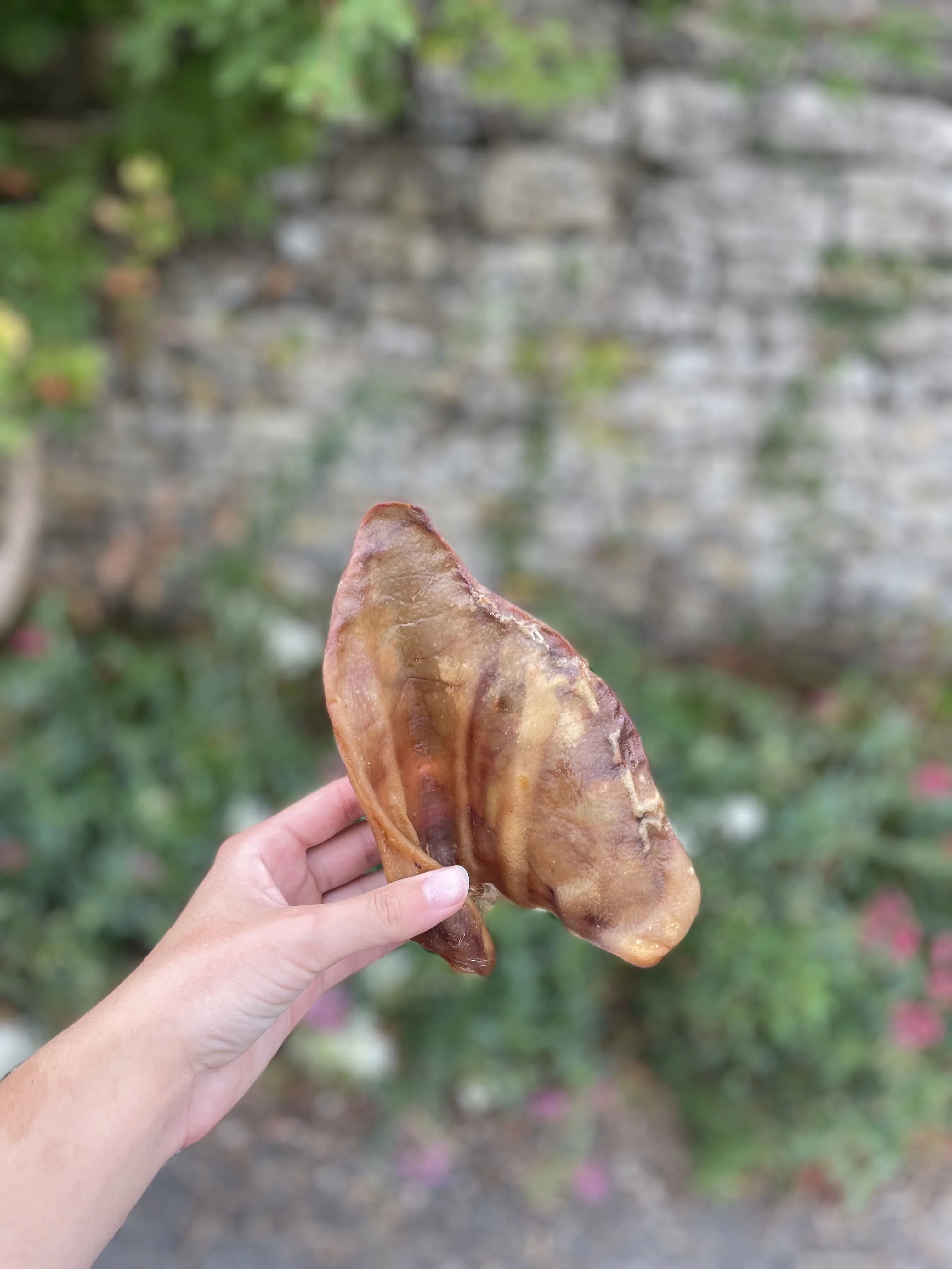 Oreille de porc à l'unité - MY LOYAL K9