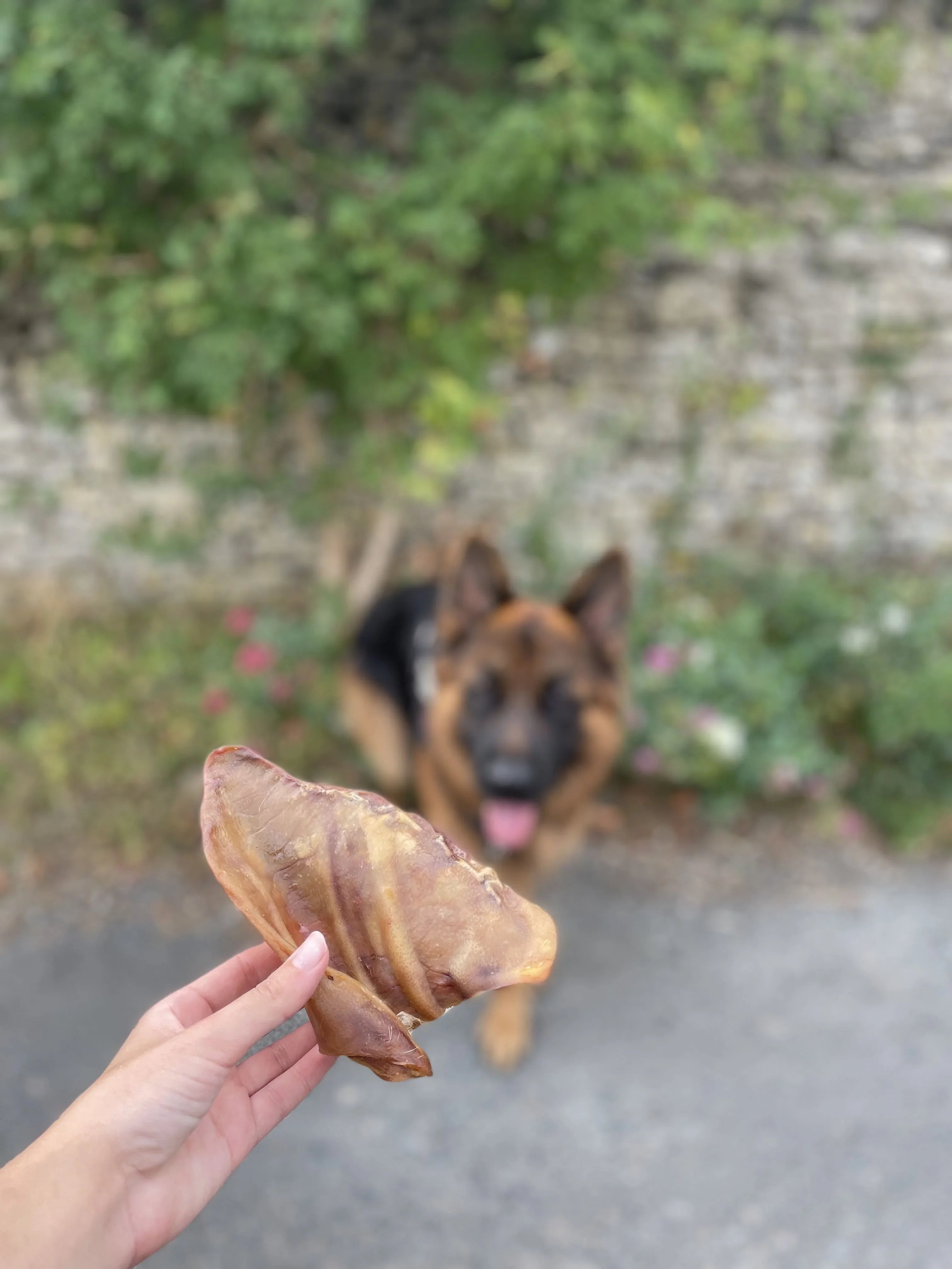 Oreille de porc à l'unité - MY LOYAL K9