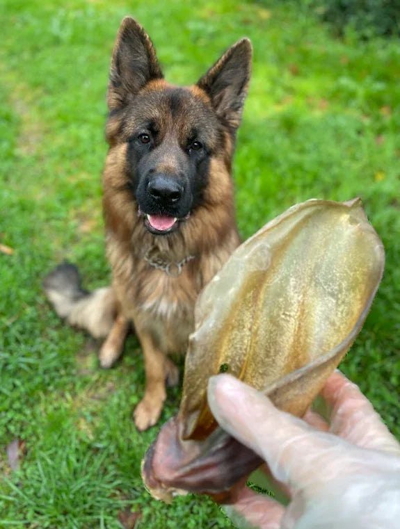 Oreille de bœuf